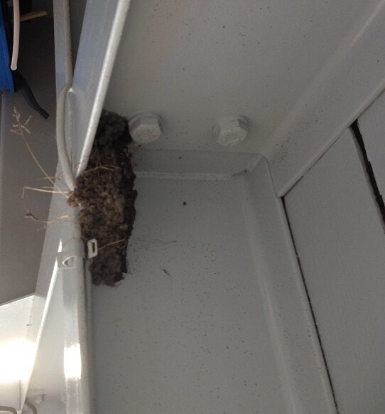 ツバメ 巣作り 5.23