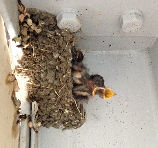 ツバメ ヒナ