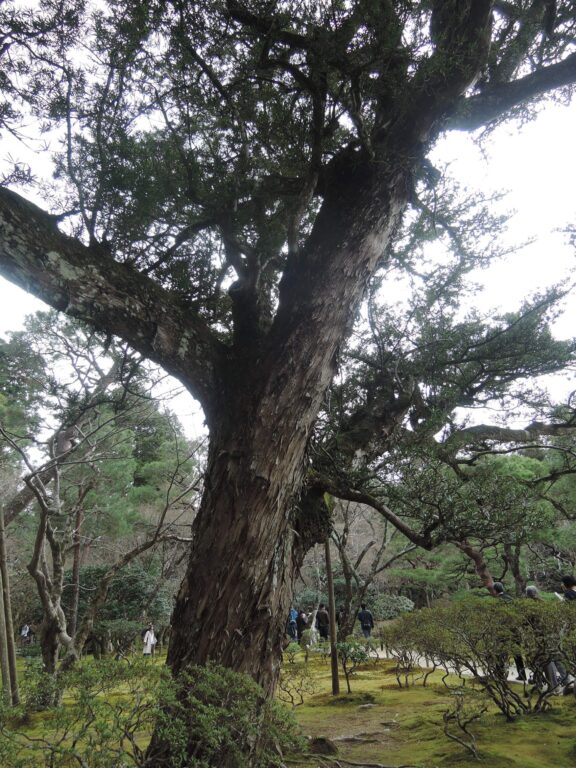 槙　大木　銀閣寺