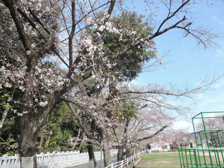 2018年桜　公園　春
