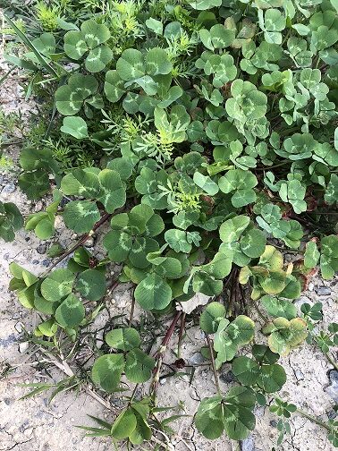 クローバー201804