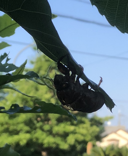 セミ 1号 20080701