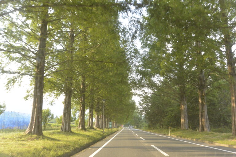 メタセコイヤ並木