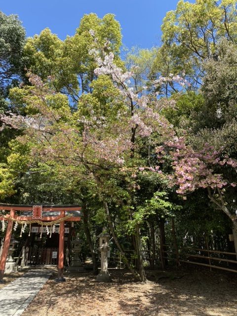 八重桜